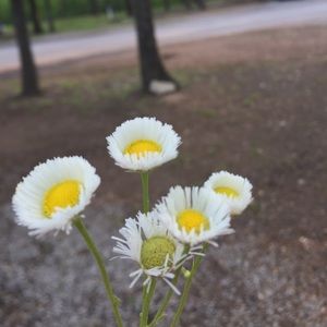 Meet your Posher, Roxy